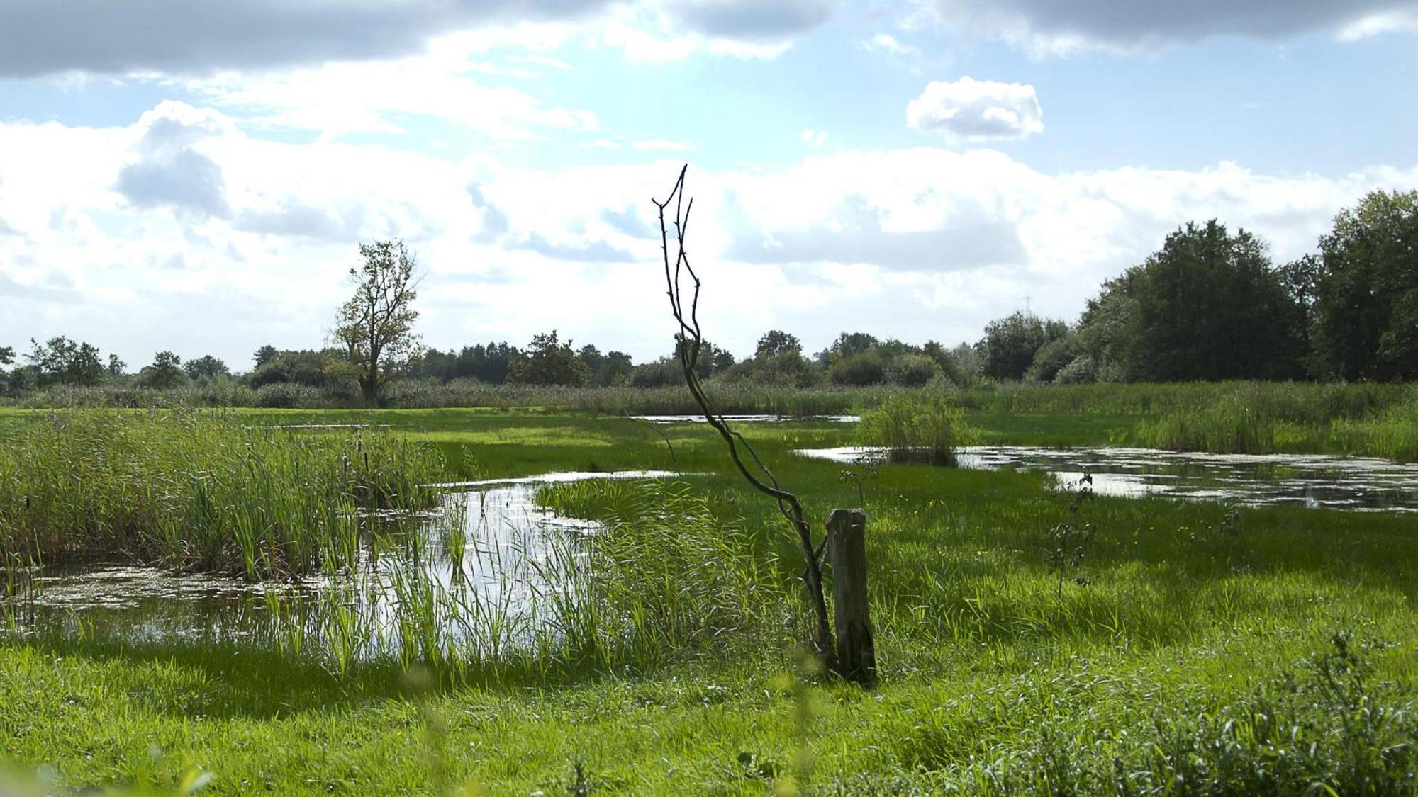 Safaritent At Camping Gt Keiheuvel Balen Exteriör bild